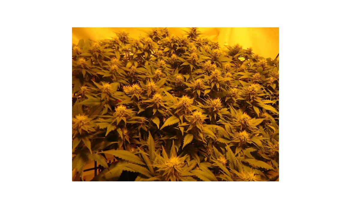 Marihuana i rak Marihuana i rak