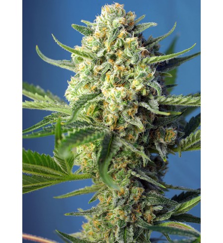 S.A.D. Auto - SWEET SEEDS S.A.D. Auto - SWEET SEEDS