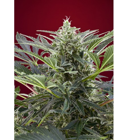 Cream 47 - SWEET SEEDS Cream 47 - SWEET SEEDS