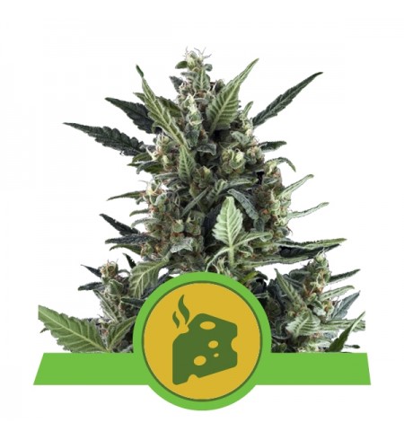 Blue Cheese Auto - ROYAL QUEEN SEEDS