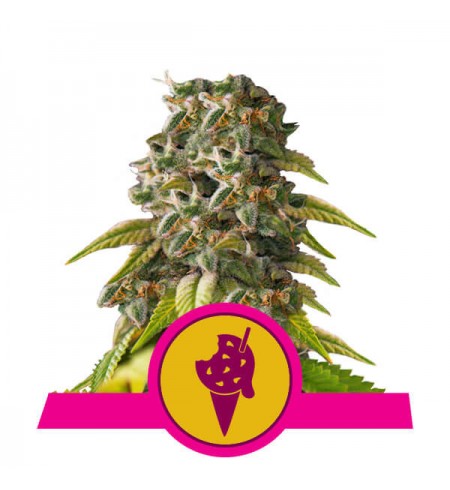 Triple G - ROYAL QUEEN SEEDS Triple G - ROYAL QUEEN SEEDS