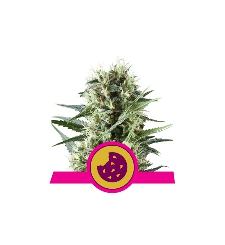 Royal Cookies - ROYAL QUEEN SEEDS Royal Cookies - ROYAL QUEEN SEEDS