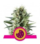 Royal Cookies - ROYAL QUEEN SEEDS