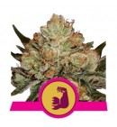 HulkBerry - ROYAL QUEEN SEEDS