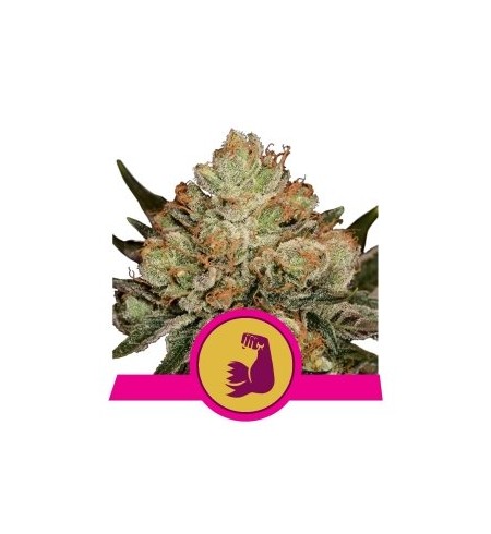 HulkBerry - ROYAL QUEEN SEEDS HulkBerry - ROYAL QUEEN SEEDS
