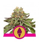 Green Gelato - ROYAL QUEEN SEEDS