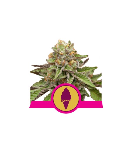 Green Gelato - ROYAL QUEEN SEEDS Green Gelato - ROYAL QUEEN SEEDS