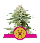 White Widow - ROYAL QUEEN SEEDS