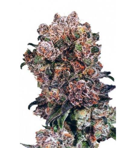 Blueberry Blueberry