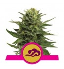 Blue Mystic - ROYAL QUEEN SEEDS