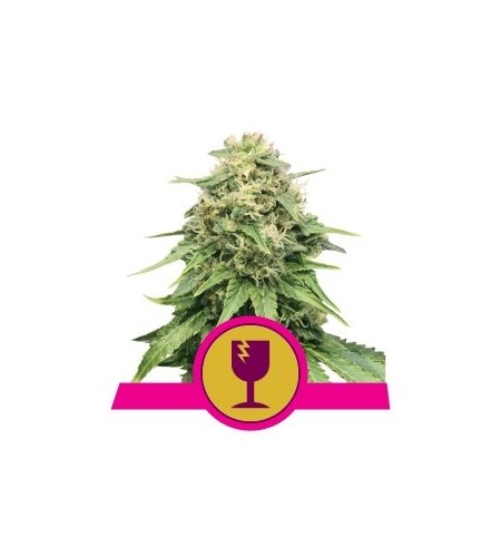 Critical - ROYAL QUEEN SEEDS Critical - ROYAL QUEEN SEEDS