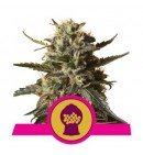 Bubblegum XL - ROYAL QUEEN SEEDS