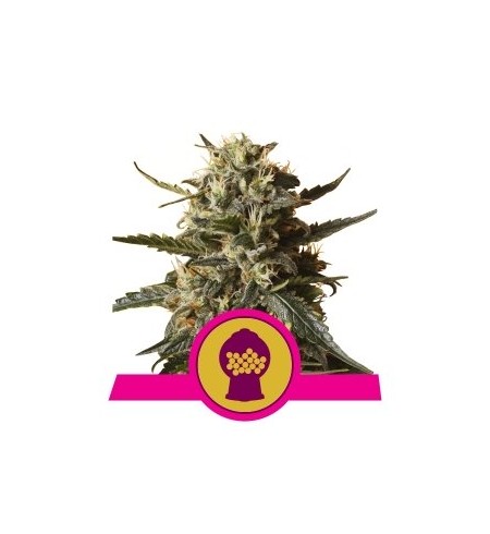 Bubblegum XL - ROYAL QUEEN SEEDS Bubblegum XL - ROYAL QUEEN SEEDS