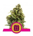 Sour Diesel - ROYAL QUEEN SEEDS