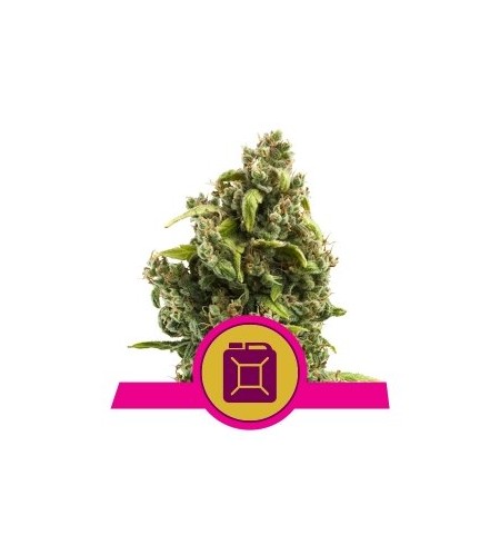 Sour Diesel - ROYAL QUEEN SEEDS