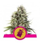 Chocolate Haze - ROYAL QUEEN SEEDS