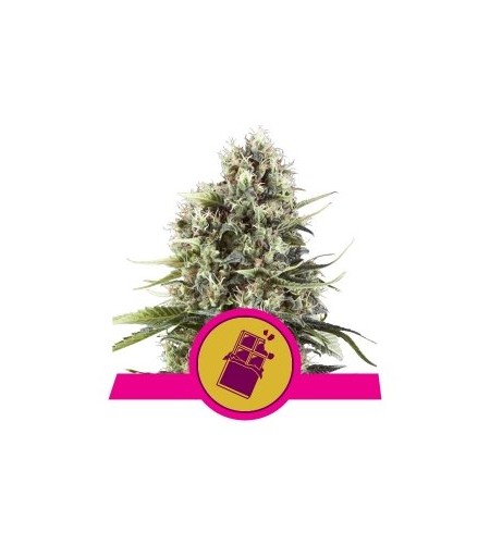 Chocolate Haze - ROYAL QUEEN SEEDS Chocolate Haze - ROYAL QUEEN SEEDS
