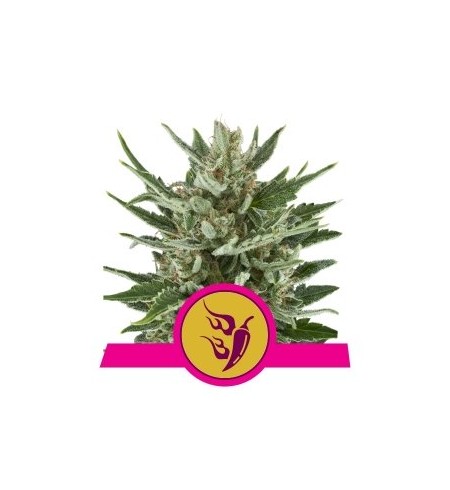 Speedy Chile (Fast Flowering) - ROYAL QUEEN SEEDS
