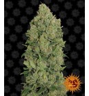 NYC Diesel Auto - BARNEY'S FARM