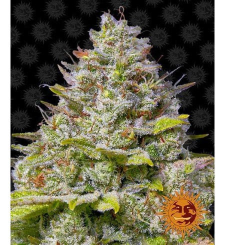 Blue Gelato 41 Blue Gelato 41