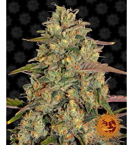Amnesia Lemon - BARNEY'S FARM Amnesia Lemon - BARNEY'S FARM
