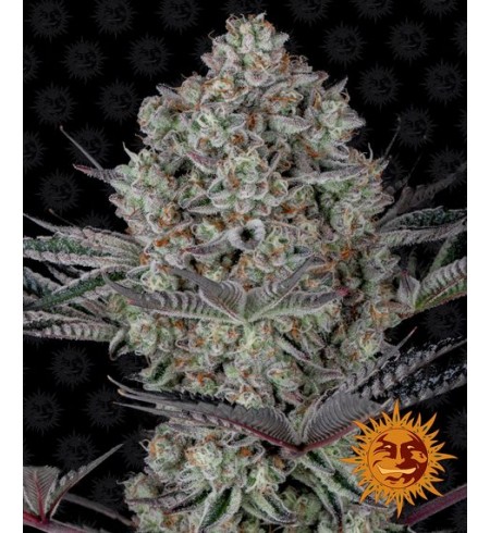 DOSIDOS 33 - BARNEY'S FARM DOSIDOS 33 - BARNEY'S FARM