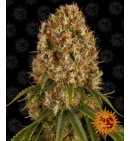 Orange Sherbert - BARNEY'S FARM