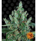 Laughing Buddha - BARNEY'S FARM