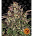 Peyote Critical - BARNEY'S FARM