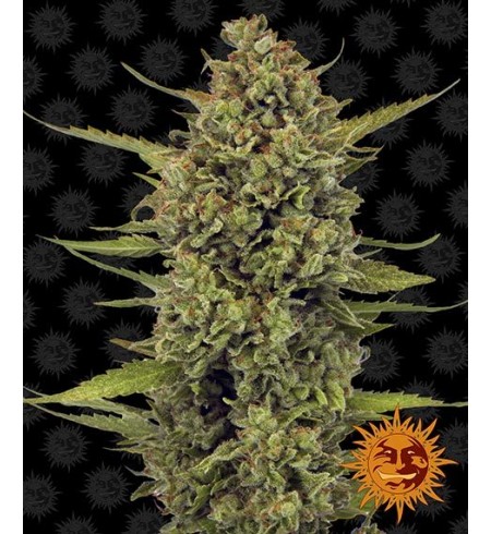Acapulco Gold - BARNEY'S FARM Acapulco Gold - BARNEY'S FARM