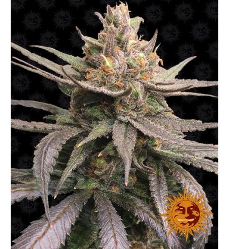 Red Dragon - BARNEY'S FARM Red Dragon - BARNEY'S FARM