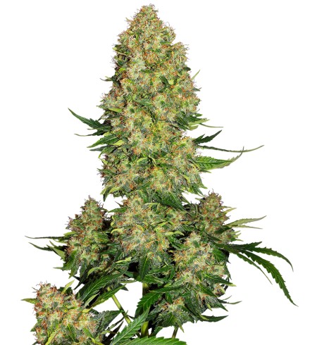 Skunk 1 Auto - SENSI SEEDS Skunk 1 Auto - SENSI SEEDS