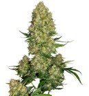 Skunk 1 Auto - SENSI SEEDS