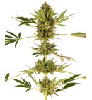 Himalayan CBD - SENSI SEEDS