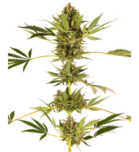 Himalayan CBD - SENSI SEEDS Himalayan CBD - SENSI SEEDS