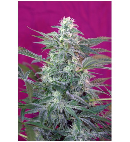 Big Foot - SWEET SEEDS Big Foot - SWEET SEEDS