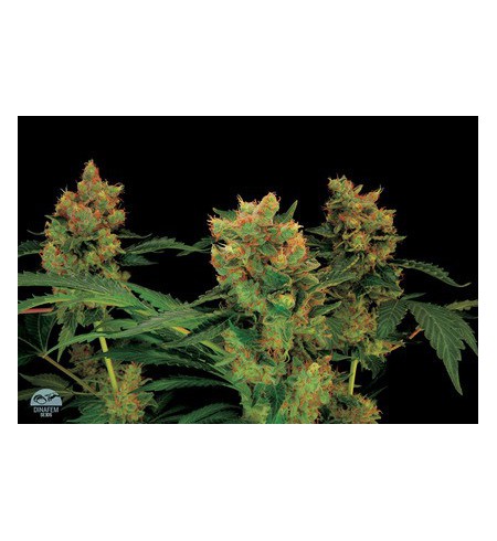 Blue Hash - DINAFEM Blue Hash - DINAFEM