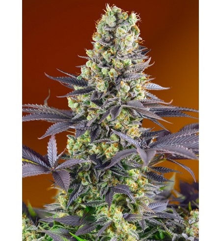 Sweet Zenzation  - SWEET SEEDS
