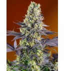 Sweet Zenzation  - SWEET SEEDS