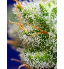 Sweet Zenzation  - SWEET SEEDS