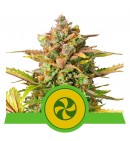 Sweet ZZ Automatic - ROYAL QUEEN SEEDS