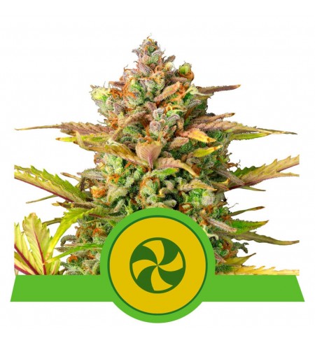 Sweet ZZ Automatic - ROYAL QUEEN SEEDS Sweet ZZ Automatic - ROYAL QUEEN SEEDS