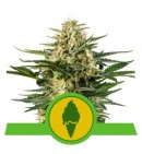 Green Gelato Automatic - ROYAL QUEEN SEEDS