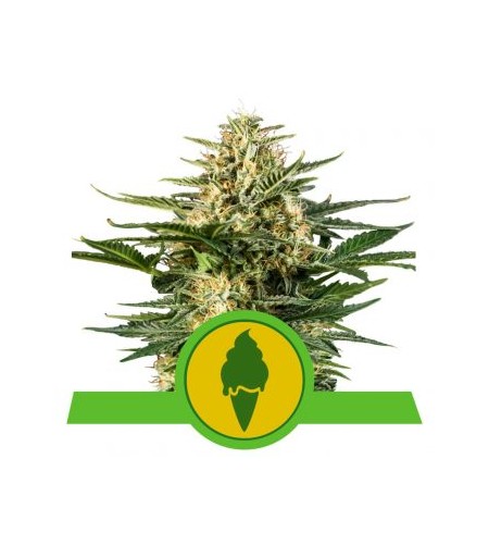 Green Gelato Automatic - ROYAL QUEEN SEEDS Green Gelato Automatic - ROYAL QUEEN SEEDS