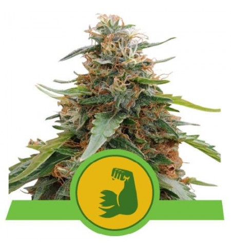 HulkBerry Automatic - ROYAL QUEEN SEEDS HulkBerry Automatic - ROYAL QUEEN SEEDS