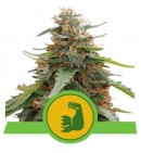 HulkBerry Auto - ROYAL QUEEN SEEDS