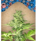 ICED Grapefruit - FEMALE SEEDS