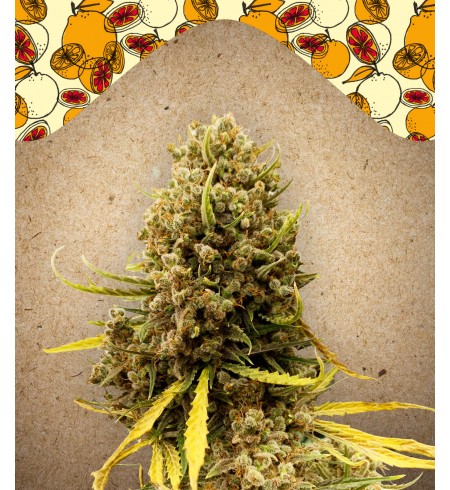 Dream Berry - FEMALE SEEDS Dream Berry - FEMALE SEEDS