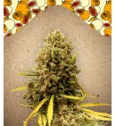 Grapefruit - FEMALE SEEDS