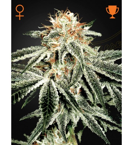 White Widow - GREEN HOUSE SEEDS White Widow - GREEN HOUSE SEEDS